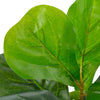Plantensoort: vioolbladplant Kleur: groen en bruin Materiaal: kunststof Hoogte: 45 cm Aantal bladeren: 14 Levering bevat 1 kunstplant en 1 pot